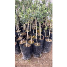 Turkuaz Fidancılık Gemlik (Trilye) Zeytin Fidanı