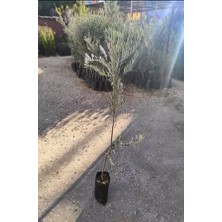 Turkuaz Fidancılık Gemlik (Trilye) Zeytin Fidanı