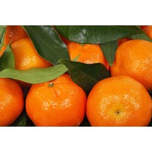 Turkuaz Fidancılık Klemantin Mandarin Fidanı