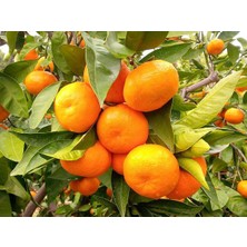 Turkuaz Fidancılık Satsuma Mandarin Fidanı