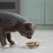 Minik Seramik Mama Veya Su Ödül Kabı Kedi Kafası Şeklinde Sevimli Dostlarımız Için