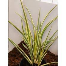 Formium Tenax Fidanı Alacalı Phormium Keten Bitkisi 40-50 cm