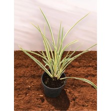 Formium Tenax Fidanı Alacalı Phormium Keten Bitkisi 40-50 cm