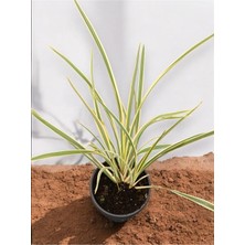 Formium Tenax Fidanı Alacalı Phormium Keten Bitkisi 40-50 cm