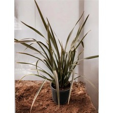 Phormium Bronze Yeni Zellanda Keteni Formium Bronz Renk 50-60 cm