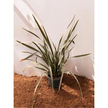 Phormium Bronze Yeni Zellanda Keteni Formium Bronz Renk 50-60 cm