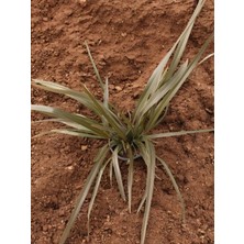 Phormium Bronze Yeni Zellanda Keteni Formium Bronz Renk 50-60 cm