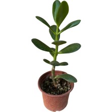 Şans ve Para Çiçeği Crassula Ovata Orta Boy Tekli 8 cm Saksıda