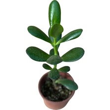 Şans ve Para Çiçeği Crassula Ovata Orta Boy Tekli 8 cm Saksıda