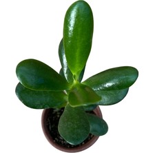 Şans ve Para Çiçeği Crassula Ovata Orta Boy Tekli 8 cm Saksıda