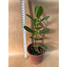 Şans ve Para Çiçeği Crassula Ovata Orta Boy Tekli 8 cm Saksıda