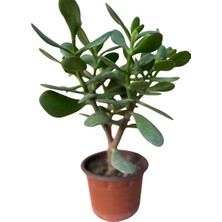 Şans ve Para Çiçeği Crassula Ovata Orta Boy Tekli 10 cm Saksıda