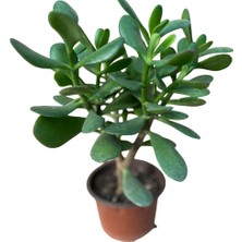 Şans ve Para Çiçeği Crassula Ovata Orta Boy Tekli 10 cm Saksıda