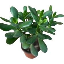 Şans ve Para Çiçeği Crassula Ovata Orta Boy Tekli 10 cm Saksıda