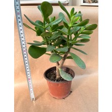 Şans ve Para Çiçeği Crassula Ovata Orta Boy Tekli 10 cm Saksıda