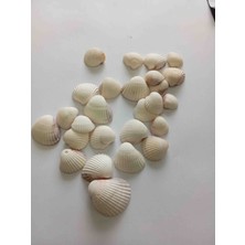 Deniz Kabuğu 200GR