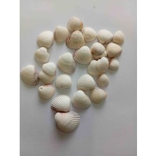 Deniz Kabuğu 200GR