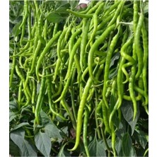 Tohumset Tatlı Kıl Menderes Biber Tohumu 10GR