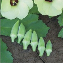 Aksaray Tohumculuk Japon Bamya Tohumu 25 gr Tohum Aksaray Tohumculuk