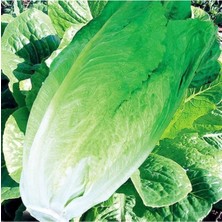 Aksaray Tohumculuk Yedikule Marul Tohumu 5 gr Tohum Aksaray Tohumculuk