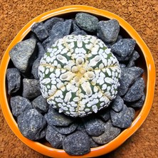 Yağmur Kaktüs Astrophytum Asterias 5 cm Boyutunda Özel Tür Kaktüs