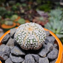 Yağmur Kaktüs Astrophytum Asterias 5 cm Boyutunda Özel Tür Kaktüs