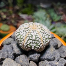 Yağmur Kaktüs Astrophytum Asterias 5 cm Boyutunda Özel Tür Kaktüs