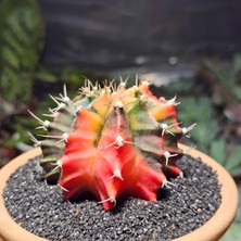 Yağmur Kaktüs Gymnocalycium 7 cm Özel Tür Kaktüs