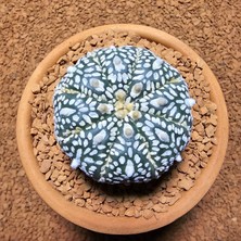 Yağmur Kaktüs Astrophytum Asterias 5 cm Boyutunda Özel Tür Kaktüs