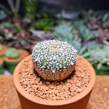 Yağmur Kaktüs Astrophytum Asterias 5 cm Boyutunda Özel Tür Kaktüs