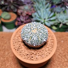 Yağmur Kaktüs Astrophytum Asterias 5 cm Boyutunda Özel Tür Kaktüs