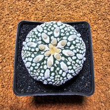 Yağmur Kaktüs Astrophytum Asterias 5 cm Boyutunda Özel Tür Kaktüs