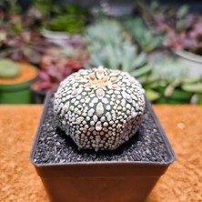 Yağmur Kaktüs Astrophytum Asterias 5 cm Boyutunda Özel Tür Kaktüs