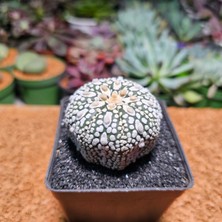 Yağmur Kaktüs Astrophytum Asterias 5 cm Boyutunda Özel Tür Kaktüs