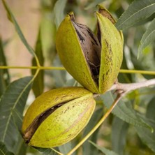 Silifke Market Pikan Ceviz 1 kg