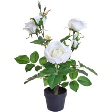 TNC Garden Groups Yediveren Saksılı Beyaz Gül 20-30 cm 3 Adet