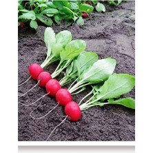 Aksaray Tohumculuk Fındık Turp Tohumu 2000 Adet Tohum Aksaray Tohumculuk