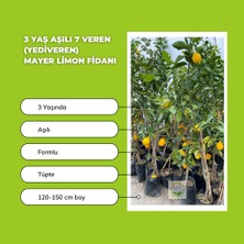 Fidan Sepetim 3 Yaş Aşılı 7 Veren(Yediveren) Mayer Limon Fidanı