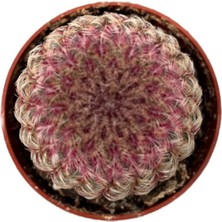Betonish Echinocereus Rigidissimus (Kaktüs)
