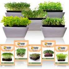 5 Paket Mikro Yeşillik Için Microgreen Organik Marul Lahana Yonca Bezelye Kırmızı Lahana Tohumu