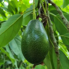Avokado