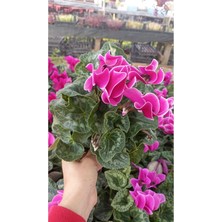 Garden Box Sıklamen Hediyelik Çiçek