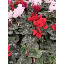 Garden Box Sıklamen Hediyelik Çiçek