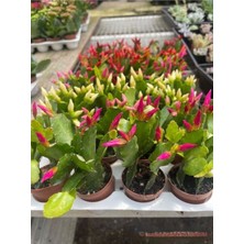 Garden Box Yılbaşı Çiçeği Pembe Renk 1 Adet 10 - 20 cm Saksılı İç Mekan Salon Çiçeği