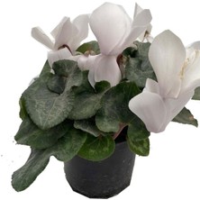 Garden Box Sıklamen Hediyelik Çiçek