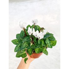 Garden Box Beyaz Cyclamen Çiçeği Saksıda Çiçekli Sıklamen Hediyelik Bitki