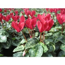 Garden Box Kırmızı Siklamen Çiçeği Fidanı 40 cm Saksılı Çiçekli Bodur Bitki