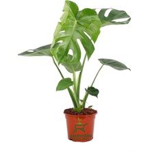 Garden Box Saksılı Formlu Deve Tabanı Çiçeği Monstera Deliciosa 30 - 60 cm