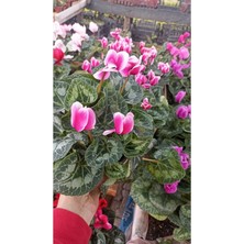 Garden Box Sıklamen Hediyelik Çiçek