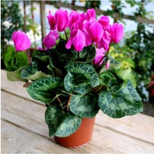 Garden Box Saksılı Büyük Boy Pembe Siklamen Çiçeği 30 cm Hediyelik Çiçek